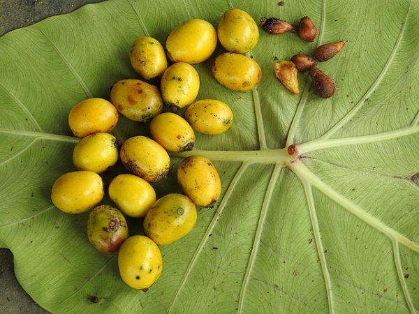Gmelina arborea - Fruits et graines