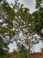 Gmelina arborea - Vue générale