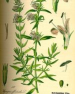 Hyssopus officinalis 'Albus' - Illustration