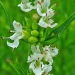 Hyssopus officinalis - Détails des fleurs