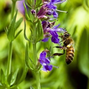 Hyssopus officinalis - Fleurs mellifères