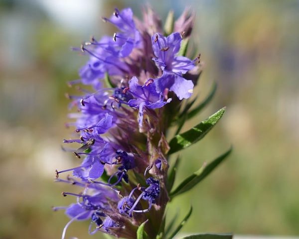 Hyssopus officinalis - Fleurs