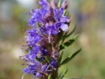 Hyssopus officinalis - Fleurs
