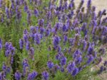 Hyssopus officinalis - Vue générale