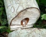 Musanga cecropioides - Détails du tronc