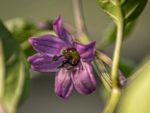 Piment de Cayenne Violet - Fleur pourpre