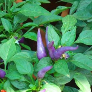 Piment de Cayenne Violet - Fruits sur pied