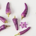 Piment de Cayenne violet, Fruits et fleurs Purple Cayenne pepper, graines de Cayenne violet, graines de Purple Cayenne pepper