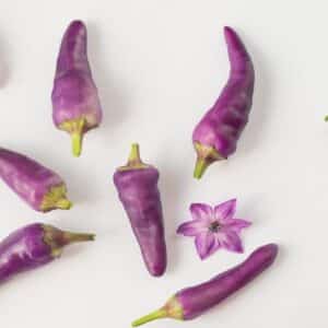 Piment de Cayenne violet, Fruits et fleurs Purple Cayenne pepper, graines de Cayenne violet, graines de Purple Cayenne pepper