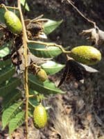 Toona ciliata - Fruits