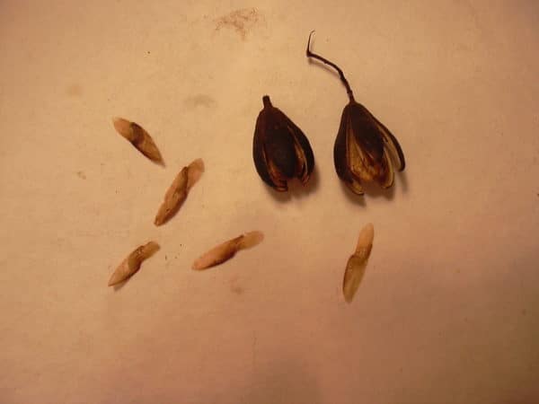 Toona ciliata - Fruits matures et graines