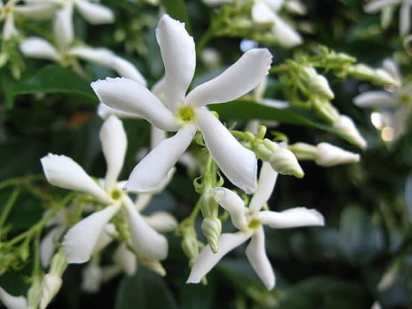 Trachelospermum jasminoides - Détails des fleurs