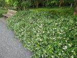 Trachelospermum jasminoides - En massif