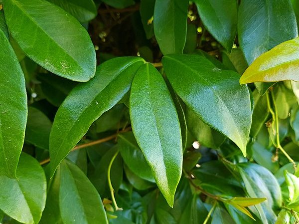 Trachelospermum jasminoides - Feuilles luisantes