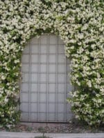 Trachelospermum jasminoides - Palissage sur murs