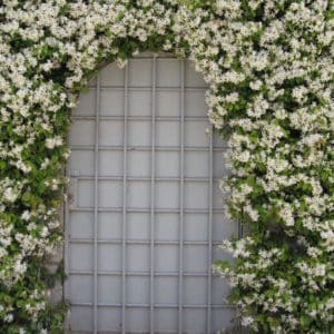 Trachelospermum jasminoides - Palissage sur murs
