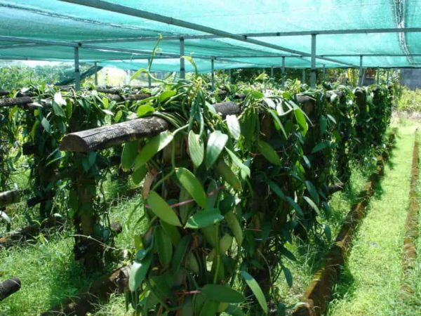 Vanilla planifolia - Culture sous serre