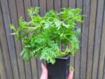 Plant d'Artemisia annua, graines artemisia annua, graines armoise annuelle, plants armoise annuelle
