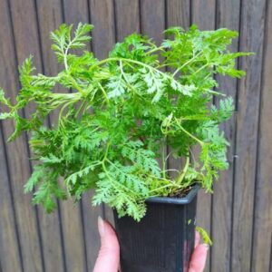 Plant d'Artemisia annua, graines artemisia annua, graines armoise annuelle, plants armoise annuelle