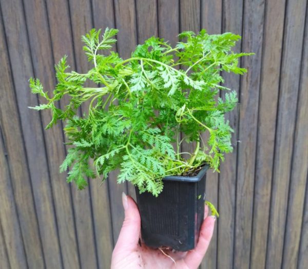 Plant d'Artemisia annua, graines artemisia annua, graines armoise annuelle, plants armoise annuelle