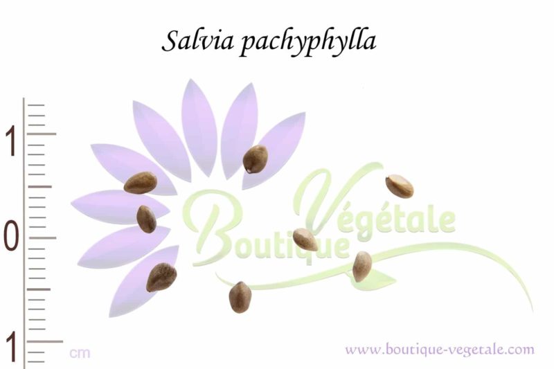 Graines de Salvia pachyphylla
