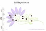Graines de Salvia pratensis (Anne-Gaëlle Lunot - Boutique Végétale - Tous droits réservés)