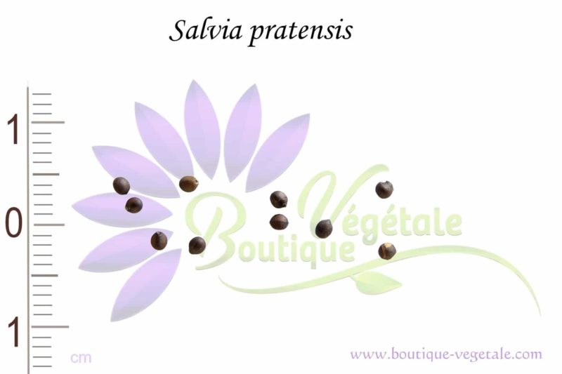 Graines de Salvia pratensis