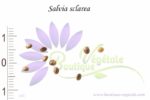 Graines de Salvia sclarea