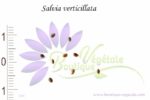 Graines de Salvia verticillata