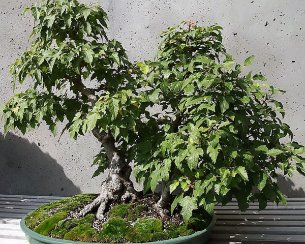 Acer ginnala - En bonsaï