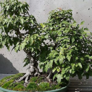 Acer ginnala - En bonsaï