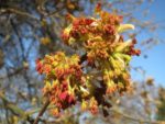 Acer negundo - Fleurs mâles