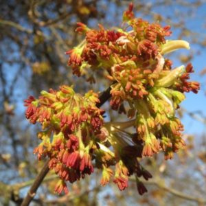 Acer negundo - Fleurs mâles