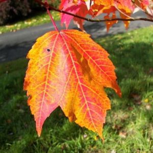Acer rubrum - Feuillage en automne