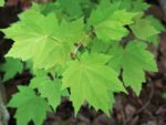 Acer rubrum - Jeunes feuilles