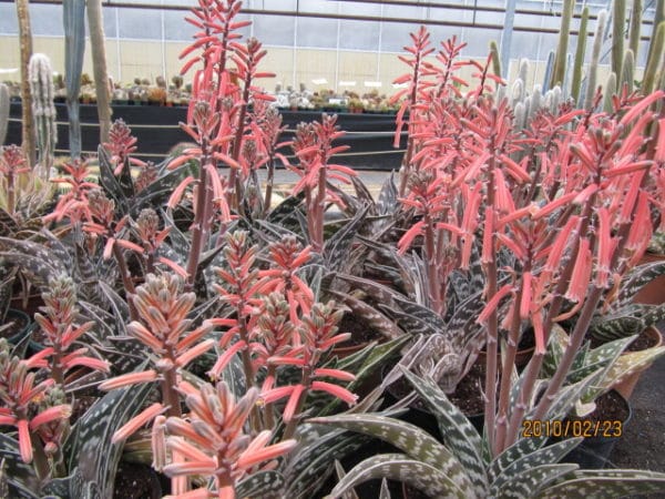 Aloe variegata - En floraison