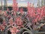 Aloe variegata - En floraison
