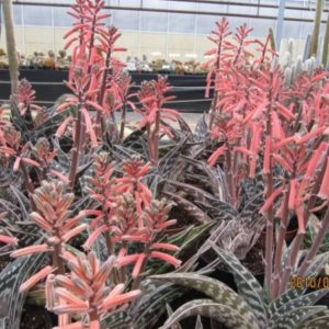 Aloe variegata - En floraison