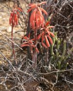 Aloe variegata - En milieu naturel