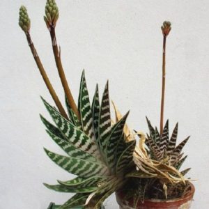 Aloe variegata - En pot