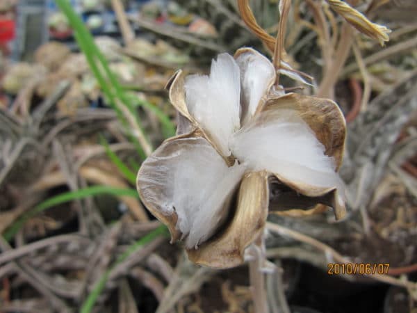 Aloe variegata - Infrutescence