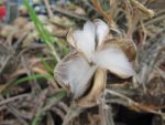 Aloe variegata - Infrutescence