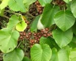 Argyreai nervosa - Fruits
