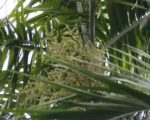 Carpentaria acuminata - Inflorescence