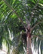 Carpentaria acuminata - Palmes