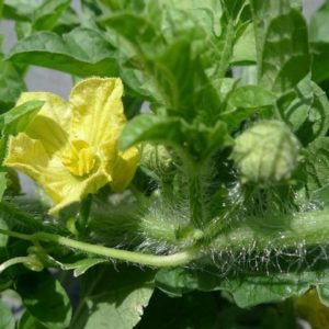 Citrullus vulgaris - Floraison