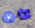 Clitoria ternatea double - Comparaison avec la clitorie de Ternate à fleur simple
