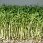 Cresson alénois - Jeunes plantes