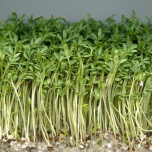Cresson alénois - Jeunes plantes