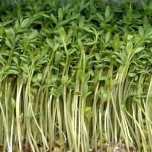 Cresson alénois - Jeunes plantes